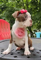 tesla, a female Boston Terrier for sale in Oxford, CT – 5 of 6