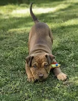 Chocolate, a male English Bulldog and American Leopard Hound for sale in Oxford, CT – 8 of 9