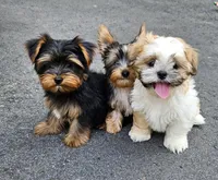 Millo, a male Shih Tzu for sale in Oxford, CT – Photo 7 of 10