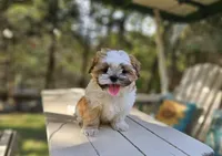 Millo, a male Shih Tzu for sale in Oxford, CT – Photo 6 of 10