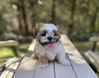 Millo, a male Shih Tzu for sale in Oxford, CT – Photo 8 of 10