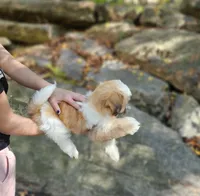 Millo, a male Shih Tzu for sale in Oxford, CT – Photo 10 of 10