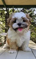 Millo, a male Shih Tzu for sale in Oxford, CT – Photo 5 of 10