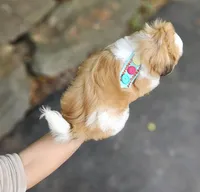 Millo, a male Shih Tzu for sale in Oxford, CT – Photo 4 of 10