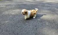 Millo, a male Shih Tzu for sale in Oxford, CT – Photo 3 of 10