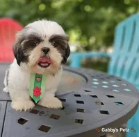 Alfa, a male Shih Tzu for sale in Oxford, CT – 1 of 5
