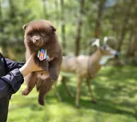 Peanut , a male Pomeranian for sale in Oxford, CT – 2 of 6