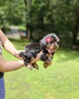 M&M, a female Maltese and Morkie for sale in Oxford, CT – 3 of 5