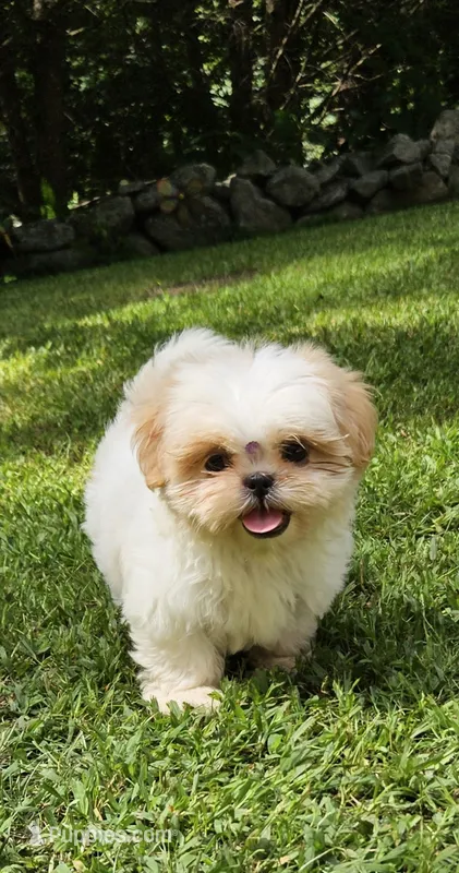kia – Shih Tzu puppy for sale in Oxford, CT