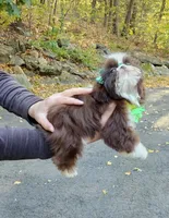 Bella, a female Shih Tzu for sale in Oxford, CT – 3 of 5