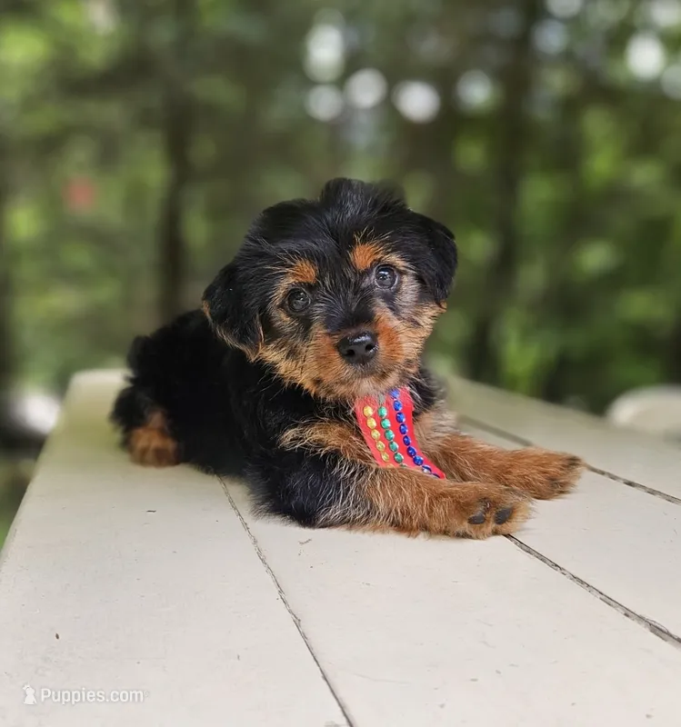 Snicker – Yorkshire Terrier, Morkie puppy for sale in Oxford, CT