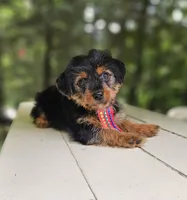 Snicker, a male Yorkshire Terrier and Morkie for sale in Oxford, CT – 1 of 6
