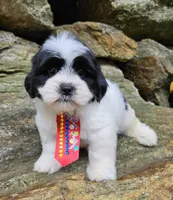 Luka, a male Shihpoo and Shih Tzu for sale in Oxford, CT – 4 of 5