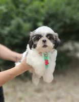 Alfa, a male Shih Tzu for sale in Oxford, CT – 3 of 5