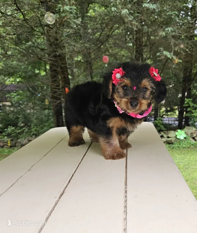 M&M – Maltese, Morkie puppy for sale in Oxford, CT