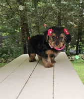 M&M, a female Maltese and Morkie for sale in Oxford, CT – 1 of 5