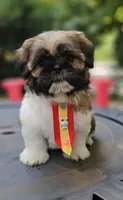 Audi, a male Shih Tzu for sale in Oxford, CT – 5 of 5