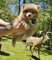 Cup cake , a male Pomeranian for sale in Oxford, CT – 6 of 7