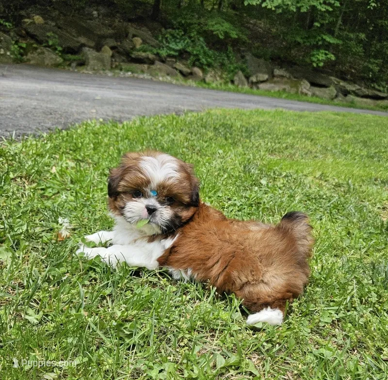 Channel  – Shih Tzu puppy for sale in Oxford, CT