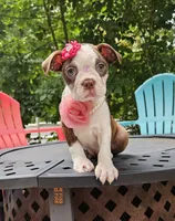 tesla, a female Boston Terrier for sale in Oxford, CT – 2 of 6