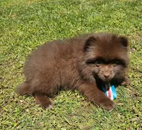 Nutella , a male Pomeranian for sale in Oxford, CT – 5 of 6