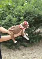 Lexus, a female Boston Terrier for sale in Oxford, CT – 4 of 5