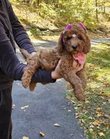 Enya, a female Golden Retriever and Miniature Goldendoodle for sale in Oxford, CT – 6 of 7