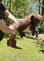 Nutella , a male Pomeranian for sale in Oxford, CT – 6 of 6