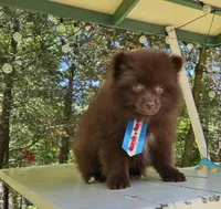 Nutella , a male Pomeranian for sale in Oxford, CT – 2 of 6