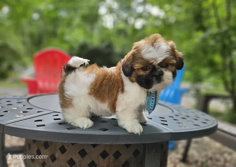 Jadore – Shih Tzu puppy for sale in Oxford, CT