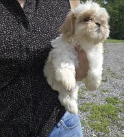 kia, a female Shih Tzu for sale in Oxford, CT – 7 of 7