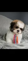Henry, a male Shih Tzu for sale in Oxford, CT – Photo 4 of 5