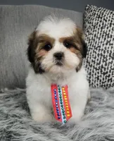 Henry, a male Shih Tzu for sale in Oxford, CT – Photo 3 of 5