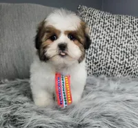 Henry, a male Shih Tzu for sale in Oxford, CT – Photo 1 of 5