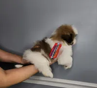 Henry, a male Shih Tzu for sale in Oxford, CT – Photo 2 of 5