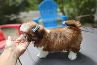 Channel , a female Shih Tzu for sale in Oxford, CT – 3 of 7