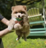 Cup cake , a male Pomeranian for sale in Oxford, CT – 3 of 7