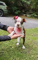 nina, a female Boston Terrier for sale in Oxford, CT – 5 of 5