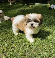 Bentley, a male Shih Tzu for sale in Oxford, CT – 2 of 8