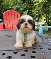 Alfa, a male Shih Tzu for sale in Oxford, CT – 5 of 5