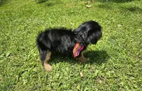 Snicker, a male Yorkshire Terrier and Morkie for sale in Oxford, CT – 4 of 6