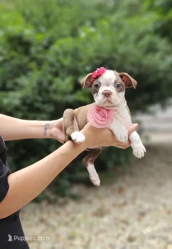 tesla – Boston Terrier puppy for sale in Oxford, CT