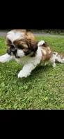 Jadore, a male Shih Tzu for sale in Oxford, CT – 2 of 6