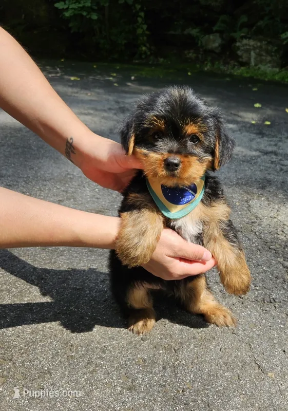 Hershey  – Yorkshire Terrier puppy for sale in Oxford, CT