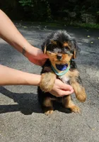 Hershey , a male Yorkshire Terrier for sale in Oxford, CT – 1 of 6