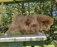 Cup cake , a male Pomeranian for sale in Oxford, CT – 2 of 7