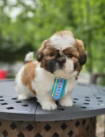 Jadore, a male Shih Tzu for sale in Oxford, CT – 3 of 6
