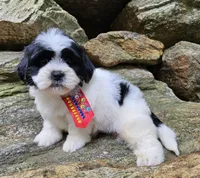 Luka, a male Shihpoo and Shih Tzu for sale in Oxford, CT – 3 of 5