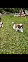 Jadore, a male Shih Tzu for sale in Oxford, CT – 5 of 6