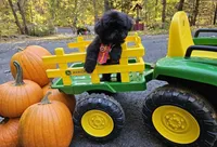 Leo, a male Shih Tzu for sale in Oxford, CT – 1 of 5